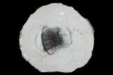 Bargain, Cyphaspides Trilobite - #100373-2